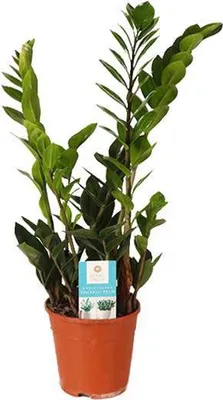 Immagine prodotto di Pianta da appartamento Zamioculcas Zamiifolia "Glücksfeder" Ø 14 cm, altezza 45 cm, facile da curare