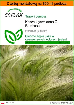 Zdjęcie produktu dla SAFLAX - Garden in the bag - Kasza Jęczmienna Z Bambusa - 70 Nasiona - Z podłożem uprawowym w praktycznej, samorozkładającej się torbie - Hordeum jubatum