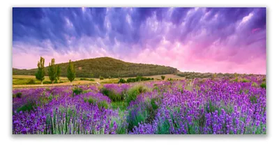 Produktbild von Glasbilder 120x60 Wandbild Druck auf Glas Wiese Blumen Gebirge Natur