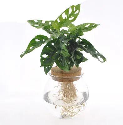 Zdjęcie produktu dla Monstera adansonii w szklanym słoju - Roślina domowa - Ø12 cm - 25 cm wysokości - Hydroponika w dekoracyjnym słoju - Łatwa w pielęgnacji i nowoczesna