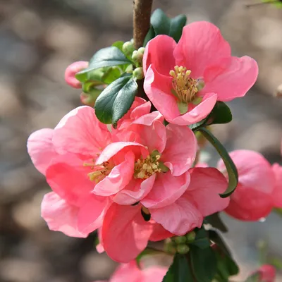 Immagine prodotto di 2 x  Zierquitte  - Chaenomeles superba 'Pink Lady'  | 30-40 cm in vaso