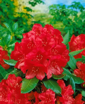 Produktbild von Rhododendron Hybr. 'Hachm. Feuerschein', rot, 40–50 cm