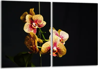 Produktbild von Glasschutzplatte für den Herd 2x40x52 Orchidea
