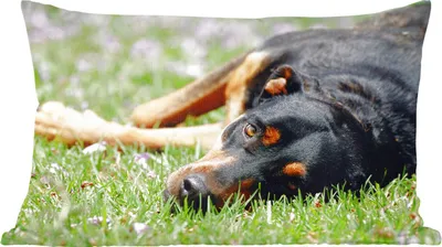 Produktbild von MuchoWow® Zierkissen Sofakissen Wohnzimmer Dekokissen 50x30 cm Ein Rottweiler liegt im Gras - Wohnzimmerdekoration - Polster mit Photo