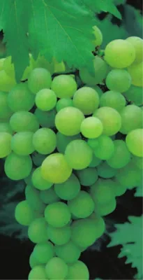 Produktbild von Vitis vinifera Lakemont - kernlose weiße Weinrebe - Tafeltraube pilztolerant veredelt -
