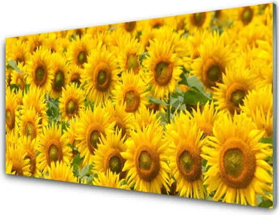 Produktbild von Acrylglasbilder 100x50 Wandbild Druck Sonnenblumen Pflanzen