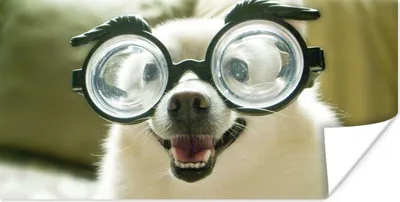 Produktbild von MuchoWow® Poster Tier - Hund - Schutzbrille 150x75 cm - ohne Rahmen