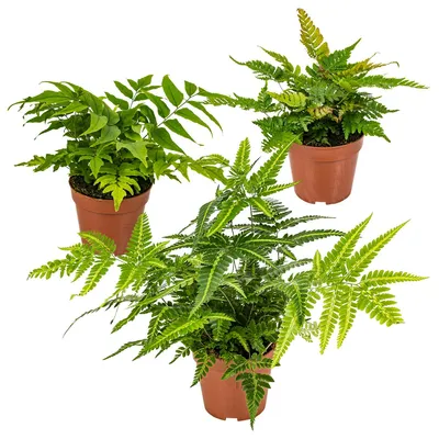 Image de Bloomique - Lot de 3 - Fougères de Jardin - Plantes Vivaces - Rustique - Persistantes - Hauteur 20-30 cm - Pot 12 cm
