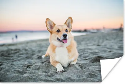 Produktbild von MuchoWow® Poster Hund am Strand 30x20 cm - Plakate - Print