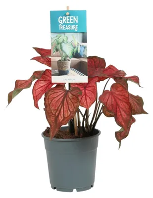Zdjęcie produktu dla Caladium Red - 25cm - Ø12cm - Roślina doniczkowa - Zimozielony