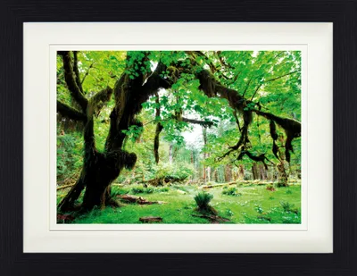Produktbild von Wälder Gerahmtes Bild Mit Edlem Passepartout | Wand-Bilder | Im Bilderrahmen - Grüner Wald, Zurück Zur Natur (30 x 40 cm)