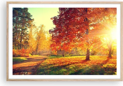 Produktbild von Gerahmtes Poster - Rahmen in heller Eiche - Park Herbst Baum - 91,5x61 cm - Wand Bild - Wanddeko - Wandbilder - Kunstposter - Wandposter - Bilderrahmen - Bilder - Kunstdruck - Wandbild P2NAA91x61-3654