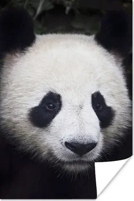 Produktbild von MuchoWow® Poster Panda - Porträt - Schwarz - Weiß 60x90 cm - Wanddekoration