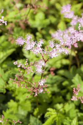 Produktbild von Filipendula palmata 'Kahome', Mädesüß, rosa Blüten, ca. 9x9 cm Topf
