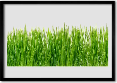 Produktbild von Bild 70x50 MDF-Rahmen Wandkunst Gras Natur Pflanze