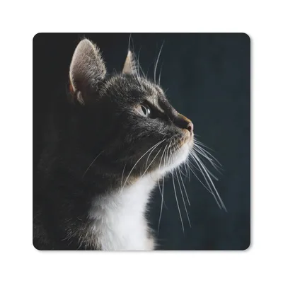 Produktbild von MuchoWow® Mauspad Mousepad Hauskatze 20x20 cm - Mousepads - Maus Mat - Pad - Mausunterlage - Desk Mat - Bureauartikeln