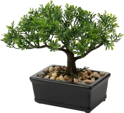 Obrázek produktu pro Umělá bonsaj Podocarpus 18 x 16 cm s keramickým květináčem černá