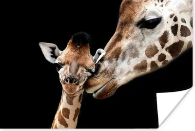 Produktbild von MuchoWow® Poster Giraffe - Tiere - Schwarz - Porträt - Tiere 90x60 cm - Schlafzimmer