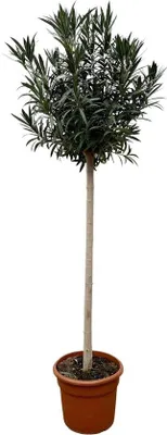 Produktbild von Famanu Nerium Oleander auf Stamm mit roten Blüten - 170cm - Ø40