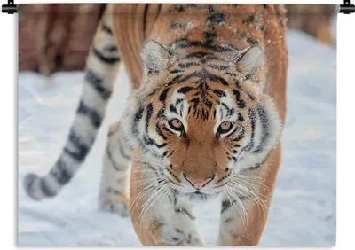 Produktbild von MuchoWow® Wandteppich Wandbehang Tiger - Schnee - Tiere 150x112.50 cm Tapisserie Dekoration Wandtuch - Wanddecke - Wandteppiche
