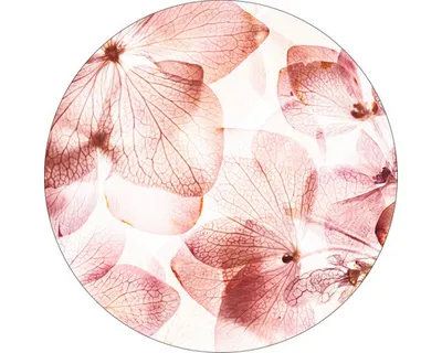 Produktbild von Glasbild Transparent leaves II GLR197 Ø 20 cm