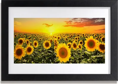 Produktbild von Bild 30x20 MDF-Rahmen Wandkunst Sunflowers