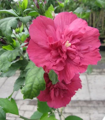 Produktbild von Hochstamm Garten-Eibisch Purple Chiffon ® - Hibiscus syriacus - 80cm Stamm + Krone