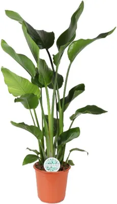 Productafbeelding van Famanu Strelitzia Nicolai - diameter 24 cm, hoogte 110 cm