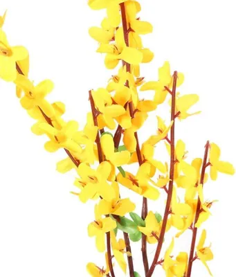 Zdjęcie produktu dla GAŁĄZKA FORSYCJI 58 cm ŻÓŁTA