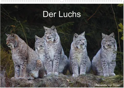 Produktbild von Der Luchs (Wandkalender 2026 DIN A2 quer), CALVENDO Monatskalender