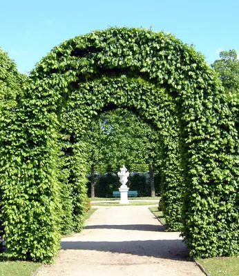 Produktbild von BALDUR Garten Hain-Buche Hecken, 1 Pflanze, Carpinus betulus, Heckenpflanze, gut schnittverträglich & bietet einen Nistplatz für viele Vögel, winterhart, Carpinus betulus