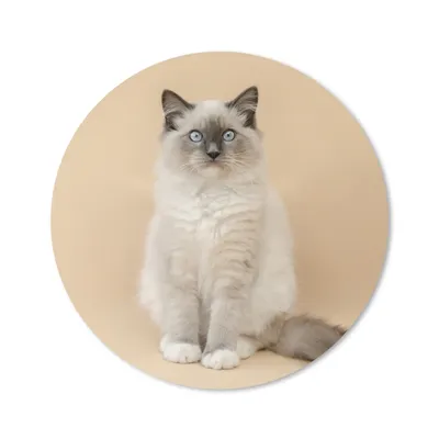 Produktbild von MuchoWow® Mauspad Mousepad Katze - Siamese - Porträt - Mädchen - Kinder - Jungen - Kinder 50x50 cm - Mousepads - Maus Mat - Pad - Mausunterlage - Vinyl