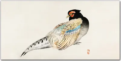 Produktbild von Coloray Bild aus Leinwand 100x50 Leinwand Dekoration - Tier Vogel