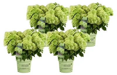 Produktbild von Dehner Bodendecker-Rispenhortensie Groundbreaker® Greeny™, 4er Set, grün bis hellgrüne Blüten, je ca. 20-30 cm exkl. Pflanztopf, je 1.5 l Topf, Zierstrauch