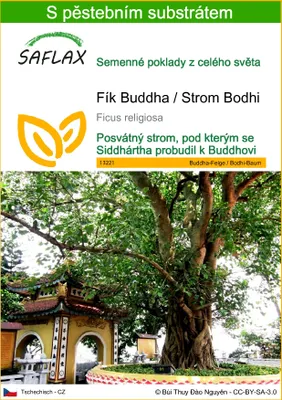 Obrázek produktu pro SAFLAX - Fík Buddha / Strom Bodhi - Ficus religiosa - 100 Semena - S pěstebním substrátem bez klíčků