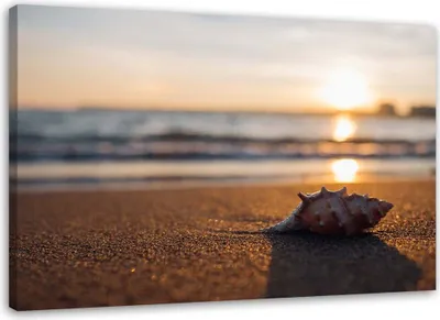 Produktbild von Leinwandbild muschel am strand 100x70 cm Feeby beige wandbild bereit zum aufhängen