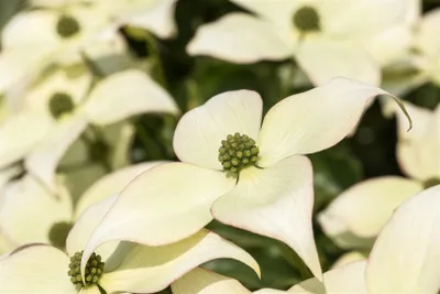 Produktbild von Cornus kousa chinensis 'Schmetterling', Chinesischer Blumen-Hartriegel, 80–100 cm