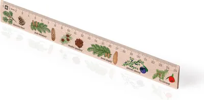 Obrázek produktu pro Metrie | Didakt-M07, Dřevěné pravítko s potiskem | Jehličnany | 25 cm