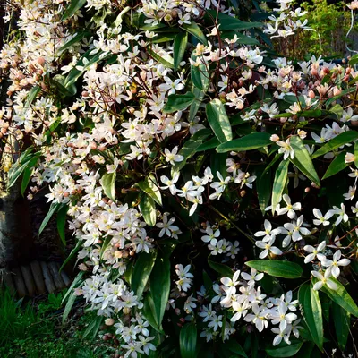 Zdjęcie produktu dla Roślina pnąca Clematis armandii Białe kwiaty Zimozielona Pachnąca 11 cm Wysokość 40 cm