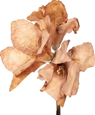 Produktbild von Clayre & Eef Kunstblume 65 cm Braun Kunststoff