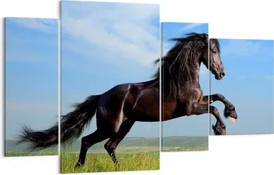 Produktbild von Bild auf Leinwand - Leinwandbild - Schwarzes Pferd Pferd Galopp - 120x70cm - Wand Bild - Wanddeko - Leinwanddruck - Bilder - Kunstdruck - Wanddekoration - Leinwand bilder - Wandkunst - DL120x70-0495