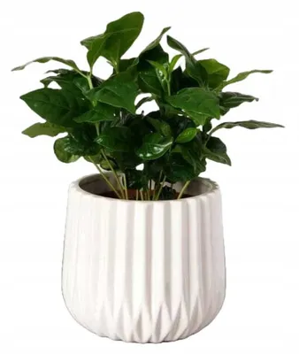 Produktbild von Keramischer geriffelter Blumentopf 13 cm weiß