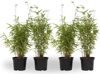 Four potted bamboo plants are displayed against a white background.
