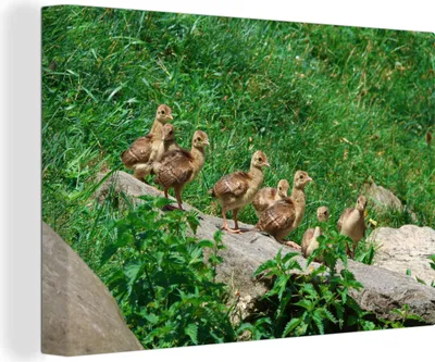 Produktbild von OneMillionCanvasses® - Leinwandbilder - 140x90 cm, Pfau - Vögel - Gras, Wandbilder Kunstdruck Wanddekoration - Foto auf Leinwand - Gemälde auf Holzrahmen