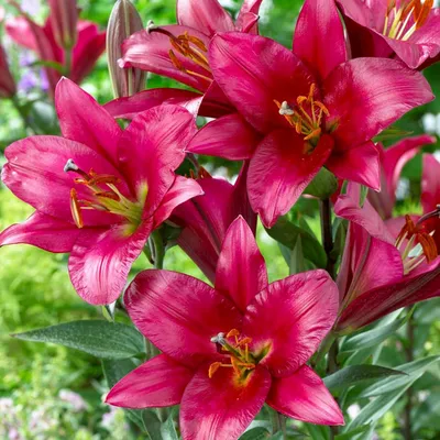 Produktbild von Lilien Zwiebeln Winterhart Mehrjährig - Purple Prince Riesenlilien - 3 Zwiebeln - Winterharte Blumenzwiebeln aus Holland (große Knollen, kein Samen, nicht künstlich)