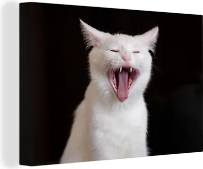Produktbild von OneMillionCanvasses® - Leinwandbilder - 140x90 cm, Gaffende weiße Katze, Wandbilder Kunstdruck Wanddekoration