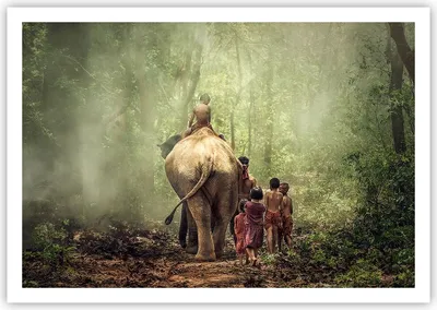 Produktbild von Poster - Poster ohne Rahmen - Elefant Dschungel Nebel - 100x70 cm - Wand Bild - Wanddeko - Wandbilder - Kunstposter - Wandposter - Bilder - Kunstdruck - Wanddekoration - Wandbild - P2XAA100x70-3438