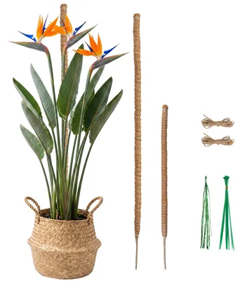 Produktbild von Monstera Rankhilfe Moosstab - 60 & 120cm Kokosstab Biegsam für Pflanzen