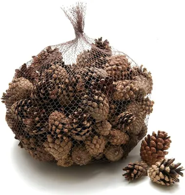 Produktbild von Sylvestris-Zapfen, verpackt mit 1 kg, ca. 150 Stück | Waldkiefer-Zapfen