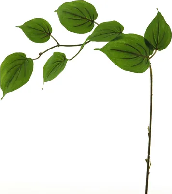 Produktbild von artplants.de Dekozweig Hartriegel SHUNNAN, grün, 75 cm - Künstlicher Blätterzweig